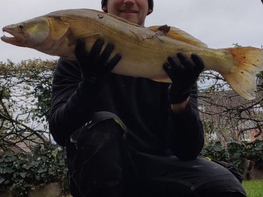 Zander