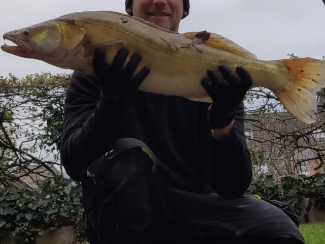 Zander