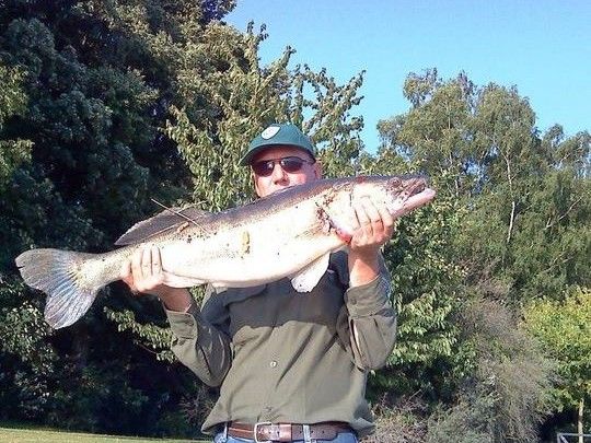 Zander