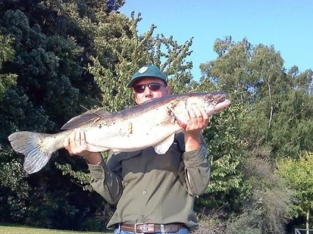 Zander