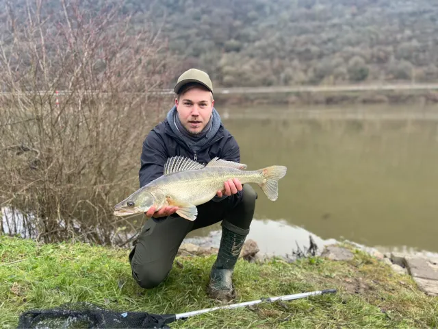 Zander