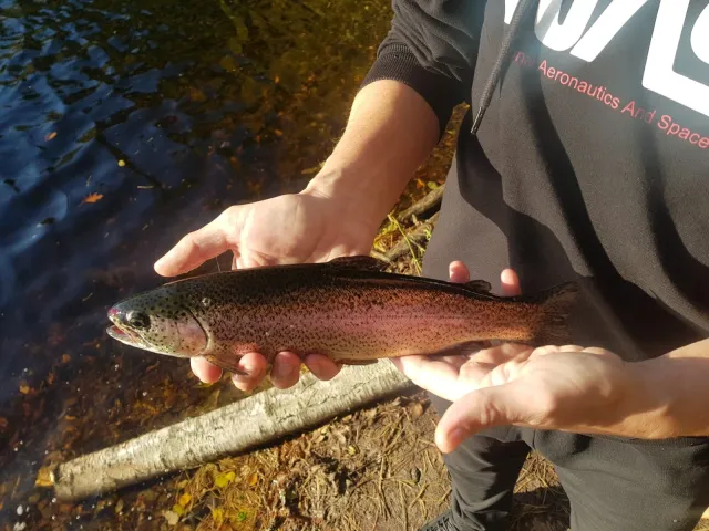 Regenbogenforelle