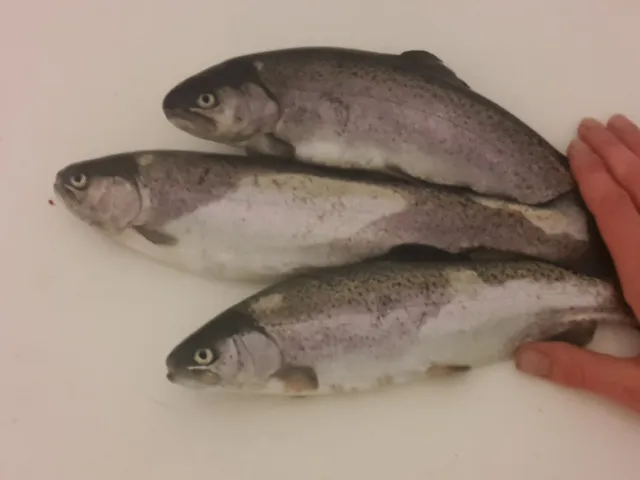 Regenbogenforelle