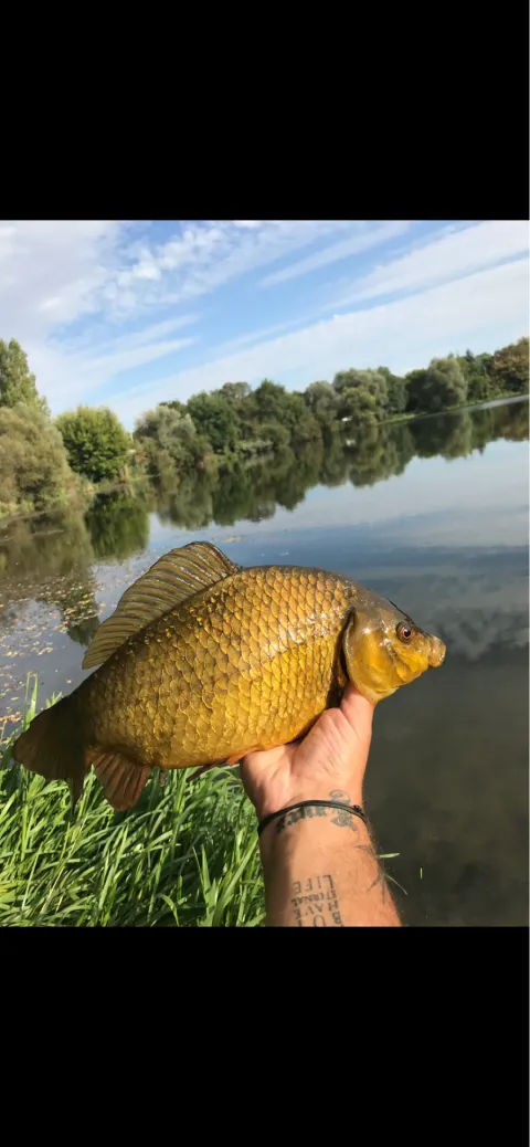 Karausche