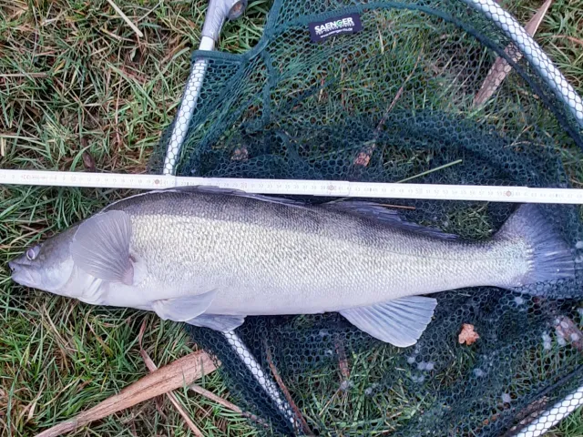 Zander