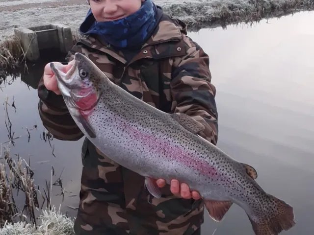 Regenbogenforelle