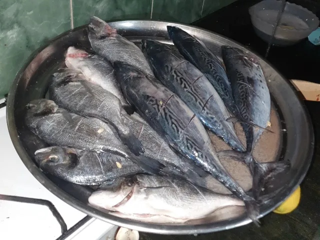Dorade