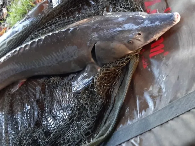 Stör