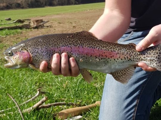 Regenbogenforelle