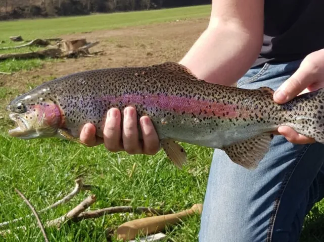 Regenbogenforelle