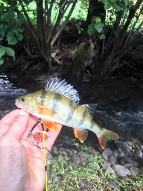 Flussbarsch