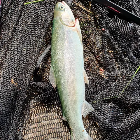 Regenbogenforelle