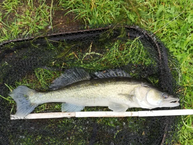 Zander