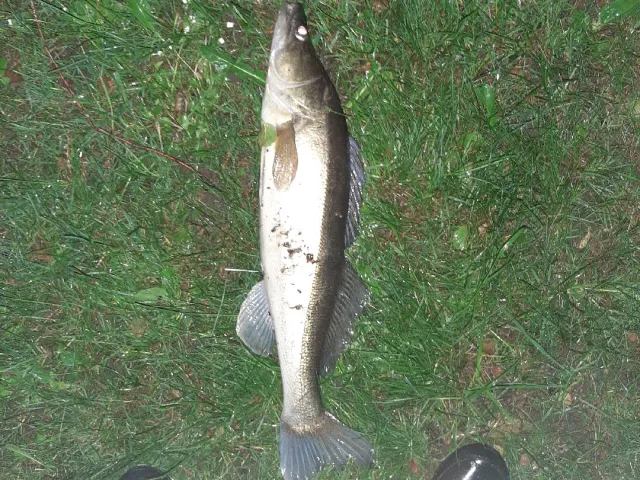 Zander