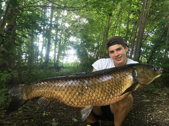 Graskarpfen