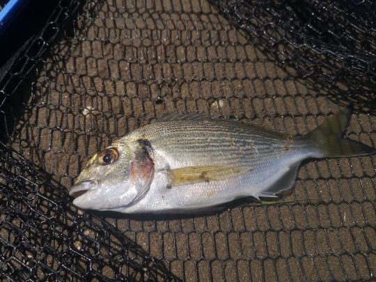 Dorade