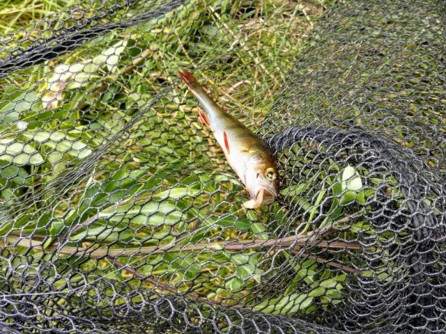 Flussbarsch