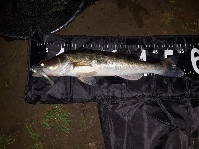 Zander