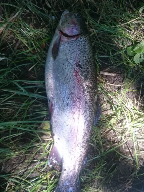 Regenbogenforelle