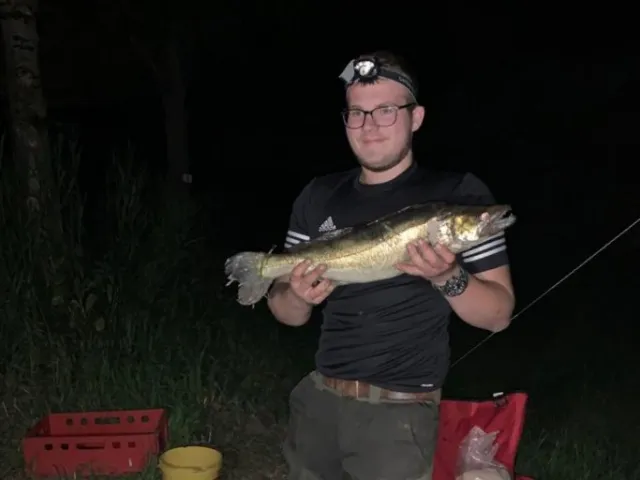 Zander