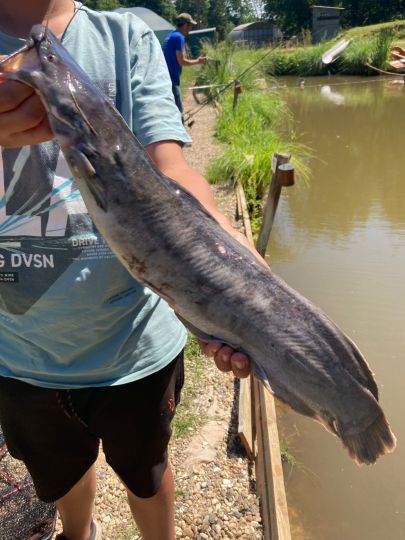 Afrikanischer Raubwels