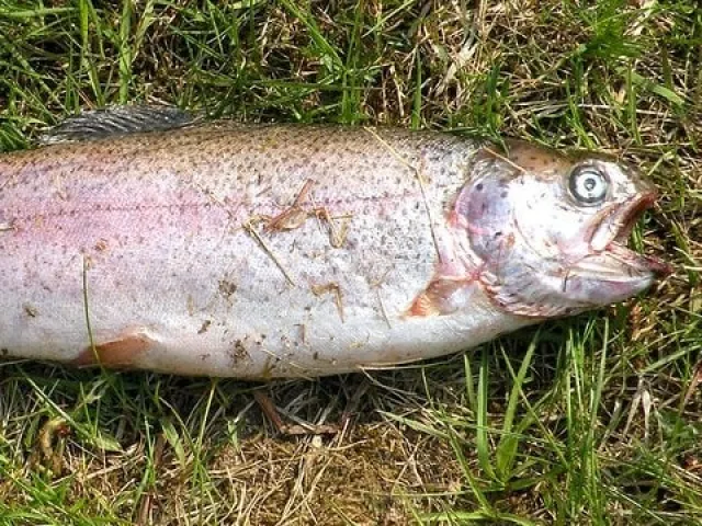 Regenbogenforelle