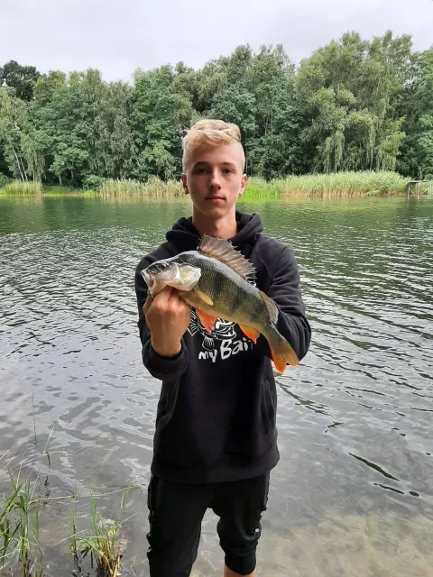 Flussbarsch