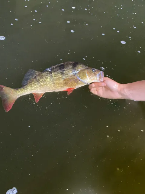 Flussbarsch