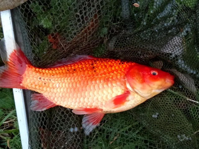 Goldfisch