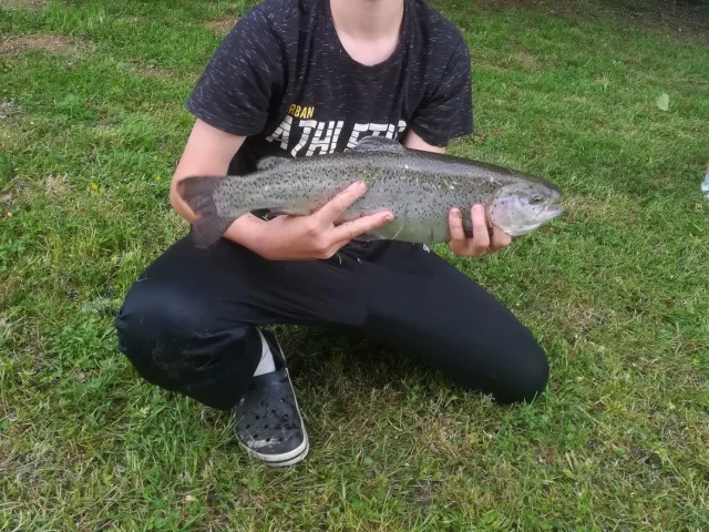 Regenbogenforelle