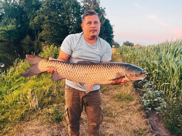 Graskarpfen