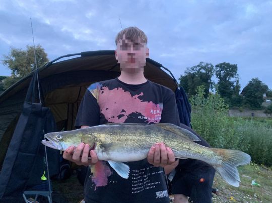 Zander