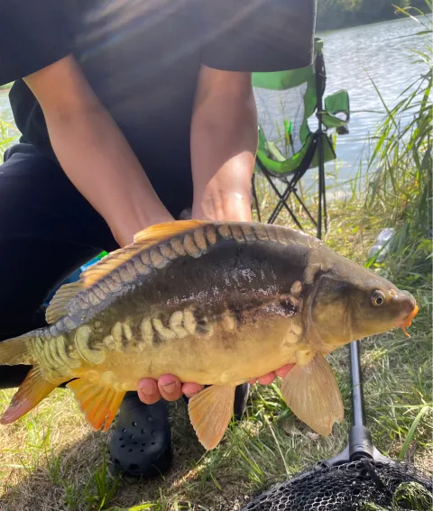 Karpfen