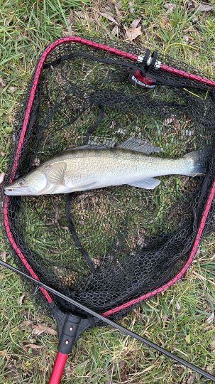 Zander