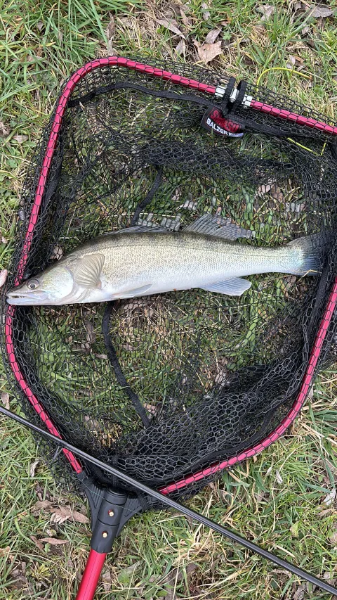 Zander