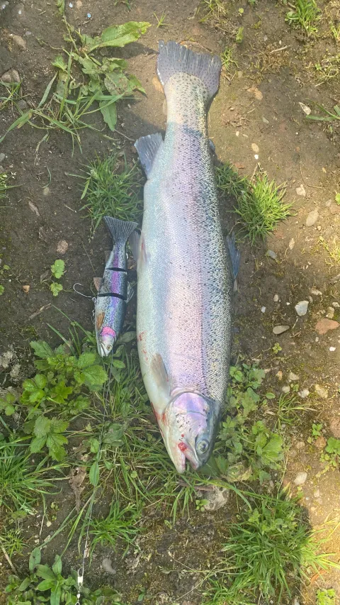 Regenbogenforelle
