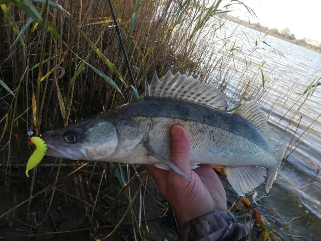 Zander