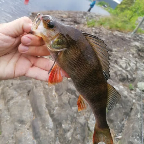 Flussbarsch