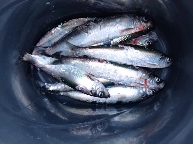 Hering