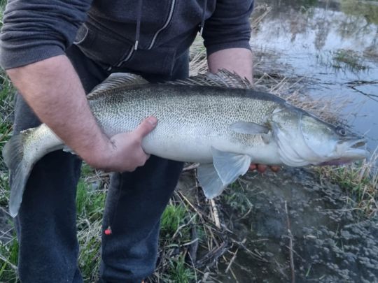 Zander