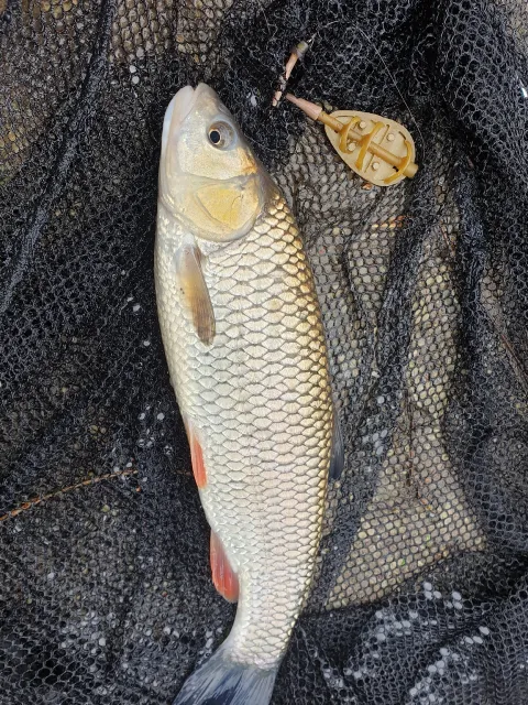 Döbel