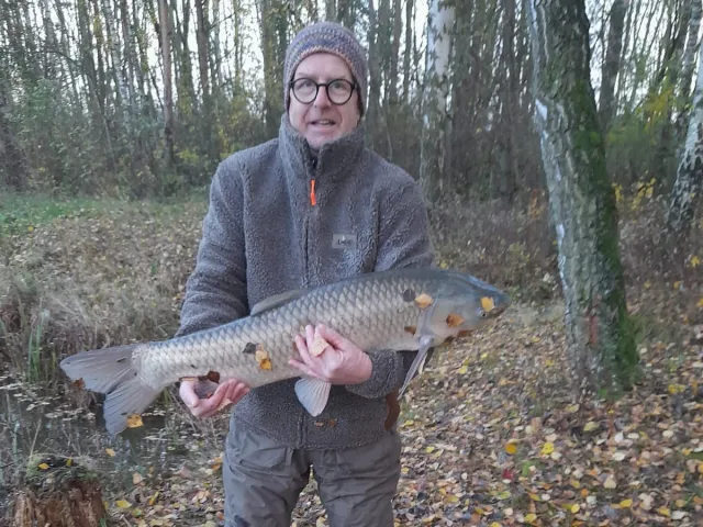 Graskarpfen