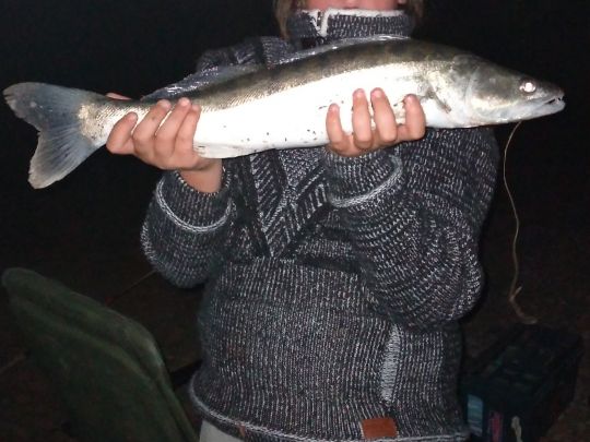 Zander