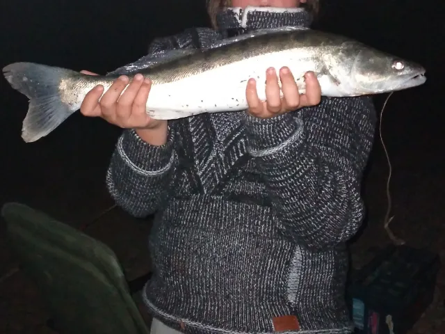 Zander