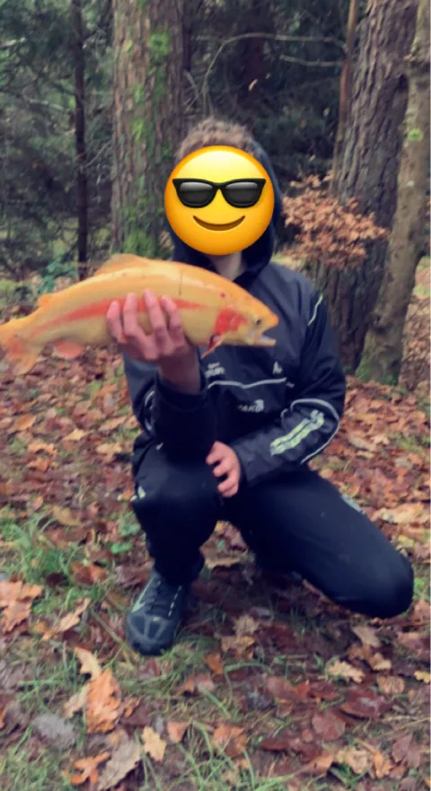 Goldforelle