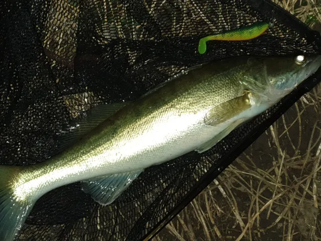 Zander