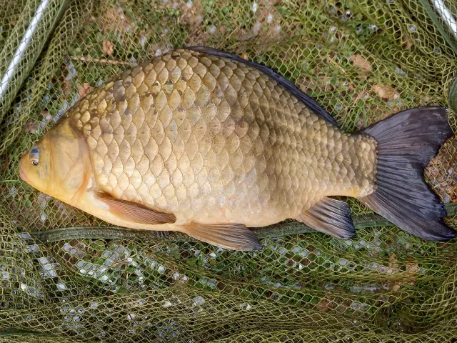 Giebel