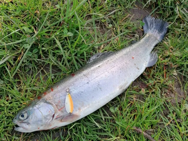 Regenbogenforelle