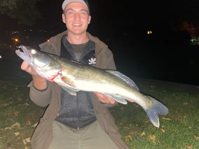 Zander