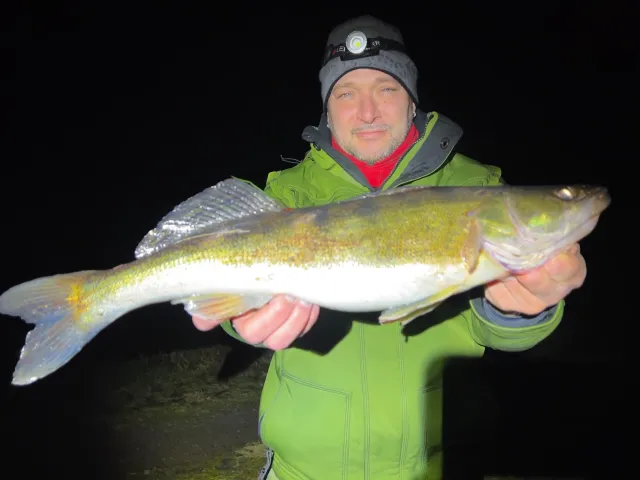 Zander